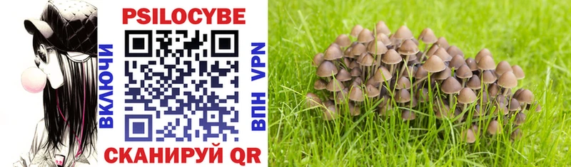 Купить  Казань  Псилоцибиновые грибы Psilocybine cubensis 